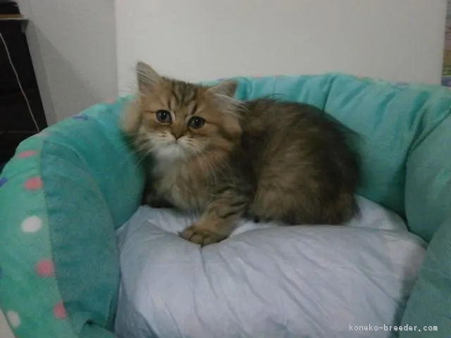 ぽちこ 様のお迎えした子猫