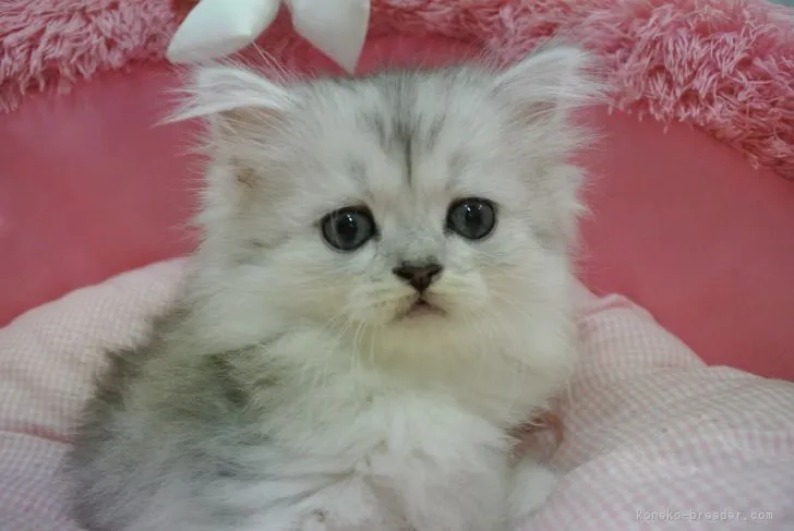 ID:2110-00553の子猫