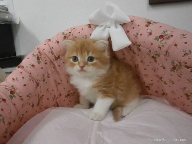 ID:1509-00541の子猫