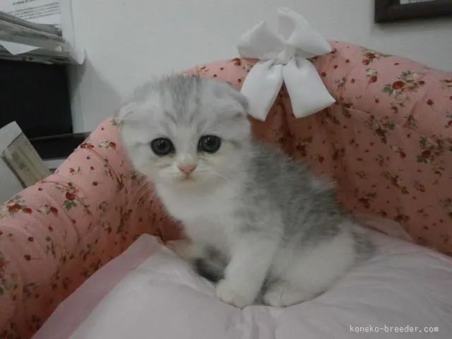 ID:1509-00539の子猫