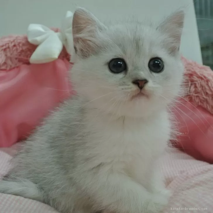 ID:2410-02693の子猫