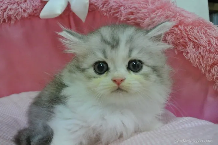 ID:2110-00557の子猫