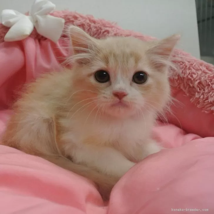 ID:2408-02244の子猫