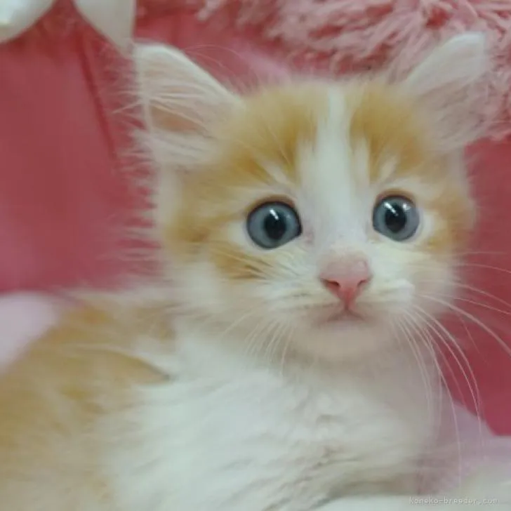 ID:2210-01433の子猫