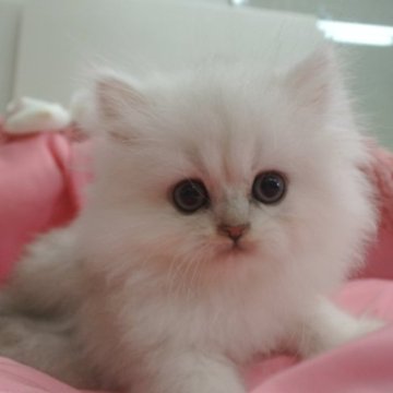 女の子(メス)のペルシャ(チンチラ)の子猫を探す｜ブリーダー直販の子猫