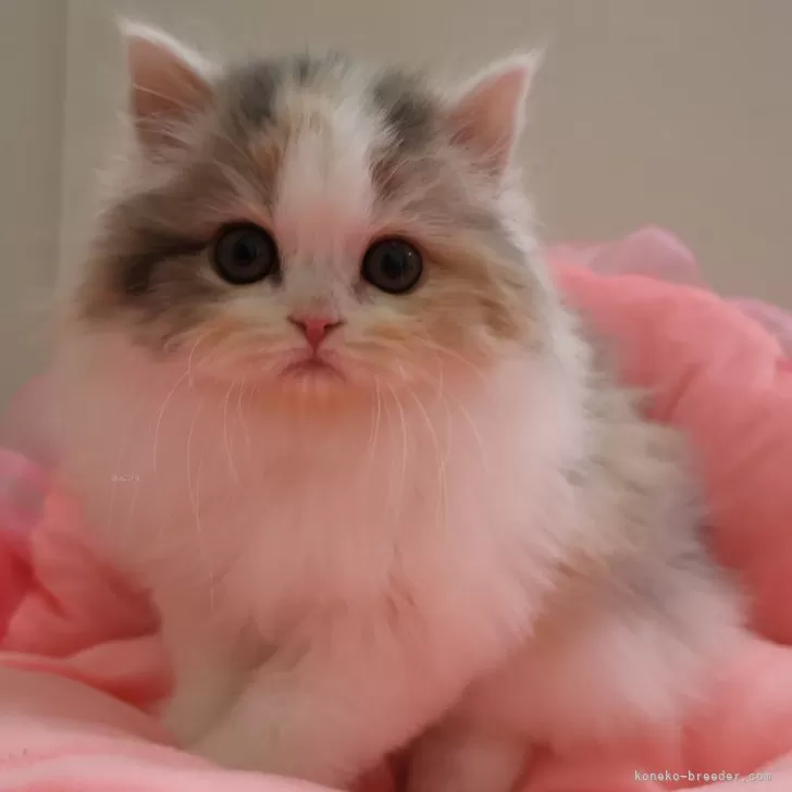 ID:2502-01289の子猫