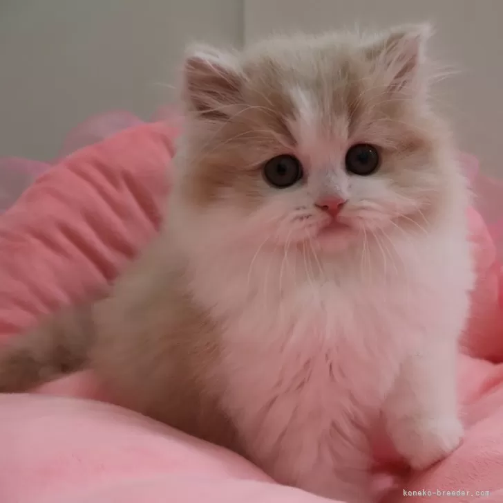 ID:2502-01359の子猫
