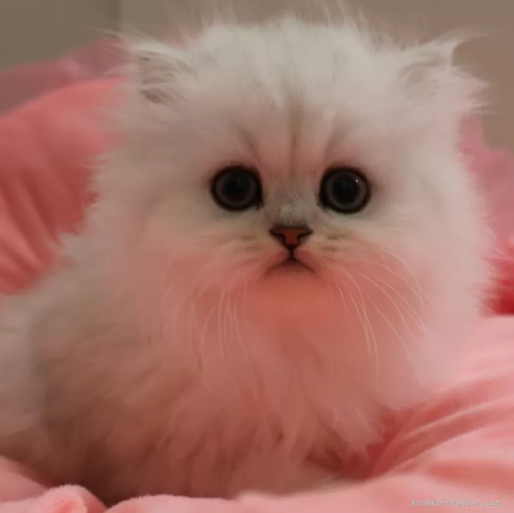ID:2503-02810の子猫