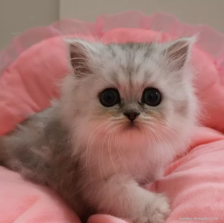 ID:2504-02127の子猫