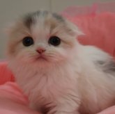 スコティッシュフォールド(折れ耳)