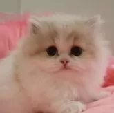 ミヌエット(長足)