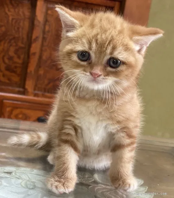 ID:2008-00667の子猫
