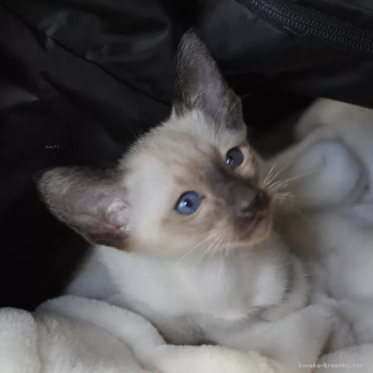 ID:2406-01251の子猫