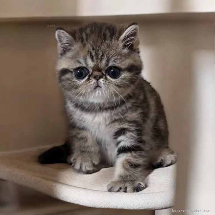 MT 様のお迎えした子猫