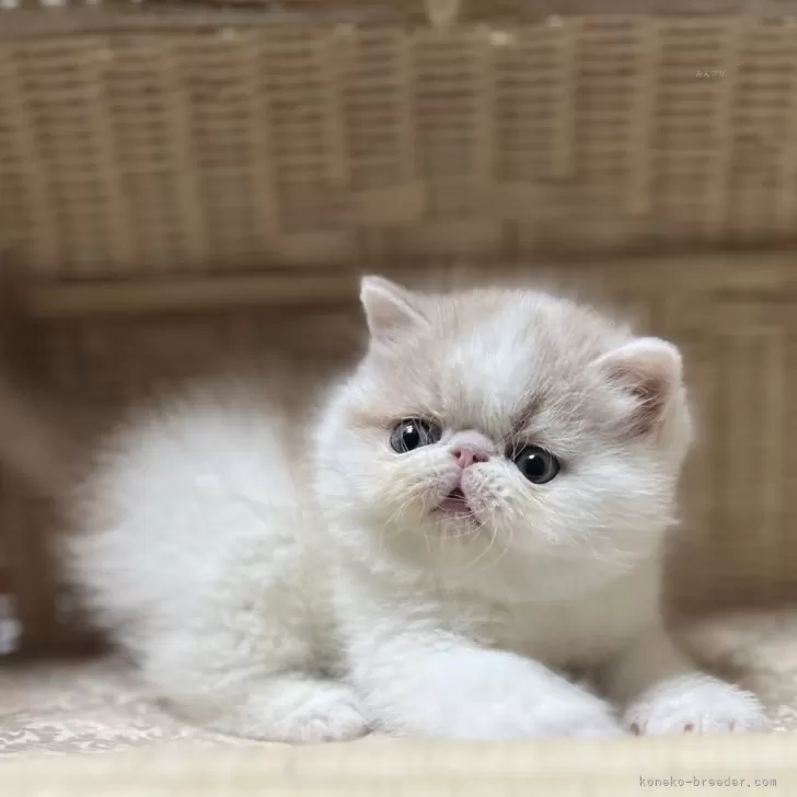 ID:2403-01521の子猫