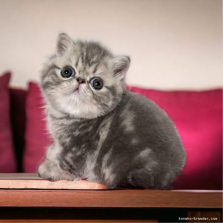 ID:2405-03174の子猫