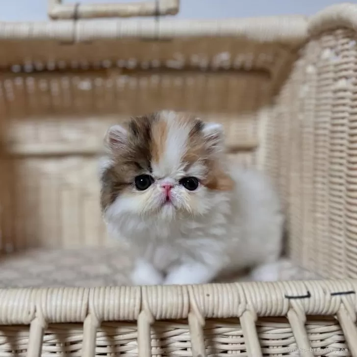 ID:2405-03870の子猫