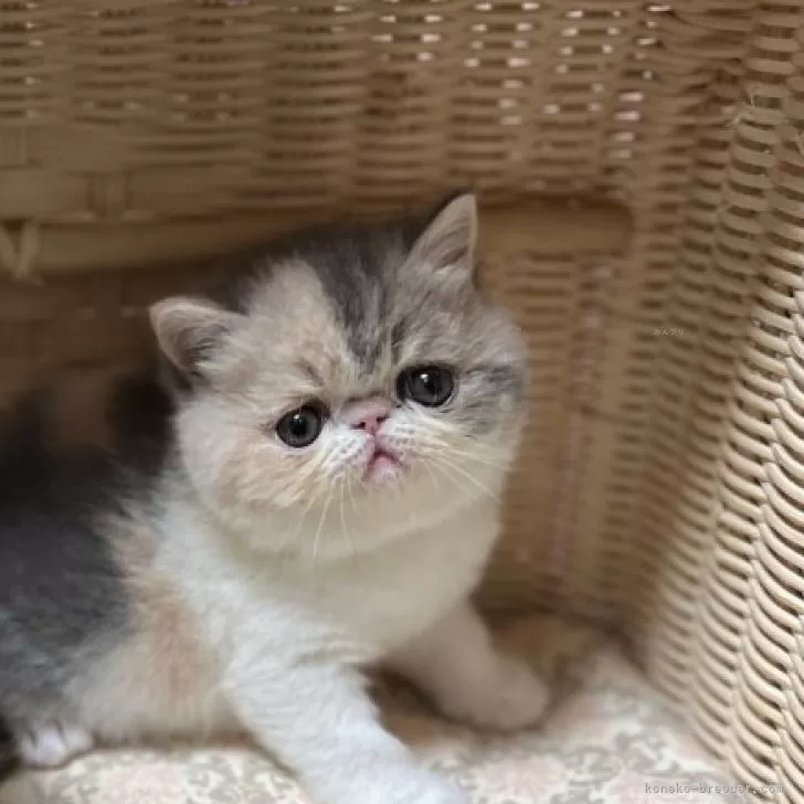 ID:2403-01486の子猫