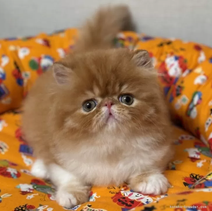 ID:2409-01204の子猫