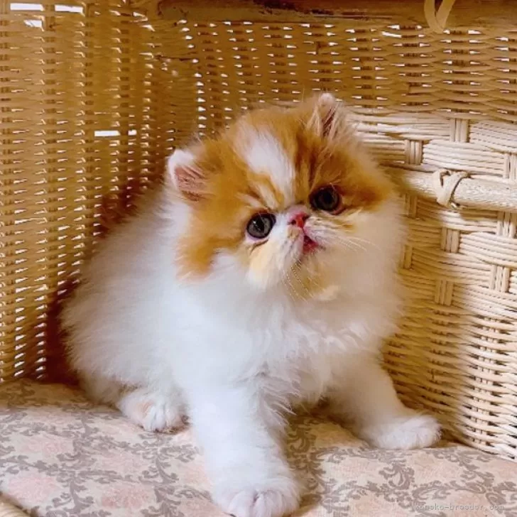 ID:2405-03871の子猫