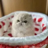 エキゾチックショートヘア【高知県・男の子・2023年3月14日・クリームタビー】の写真1