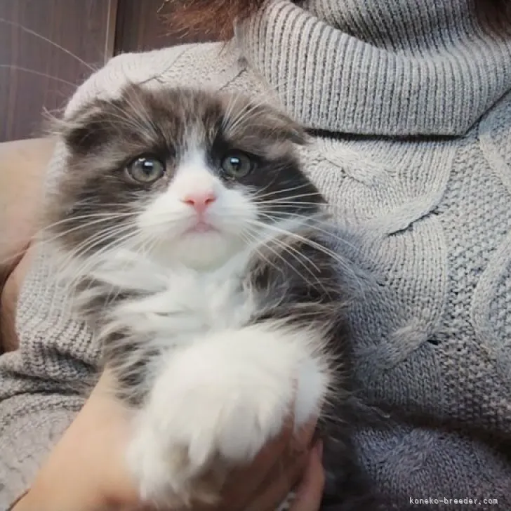 のんちゃん 様のお迎えした子猫