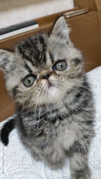 ID:1911-01792の子猫