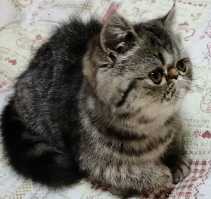 ID：2201-02076の子猫
