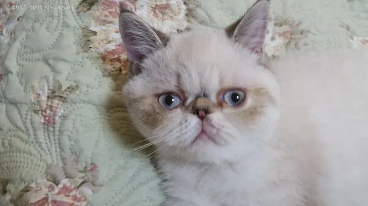 ID:1907-01778の子猫