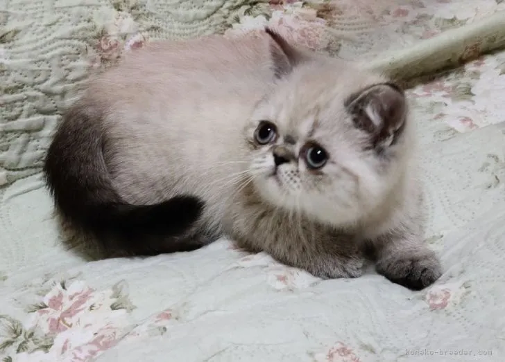 はみパパ 様のお迎えした子猫