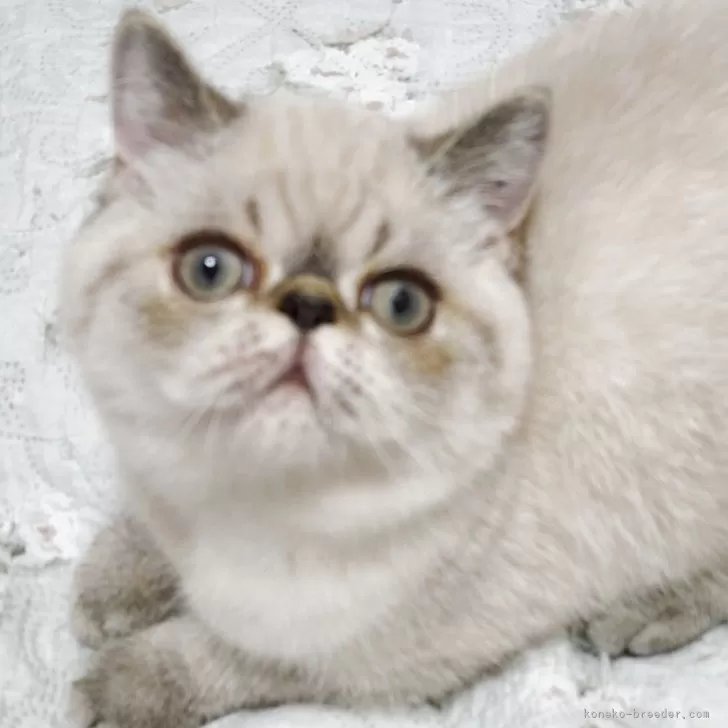 ID:2502-02069の子猫
