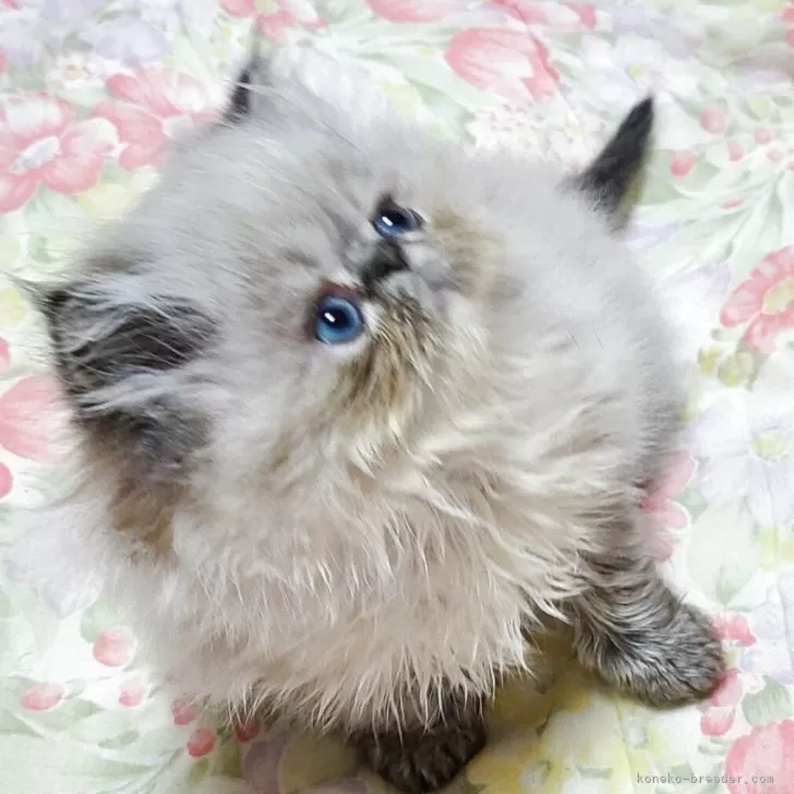 ID:2504-03086の子猫