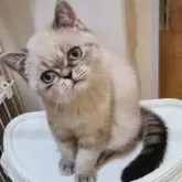 エキゾチックショートヘア