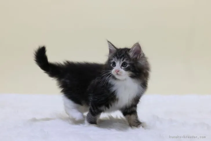 ID:2108-00680の子猫