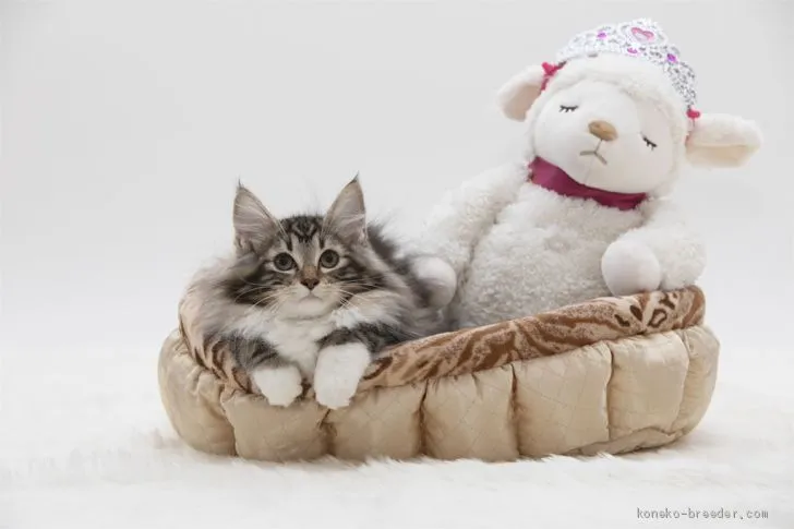 ID:2005-01875の子猫