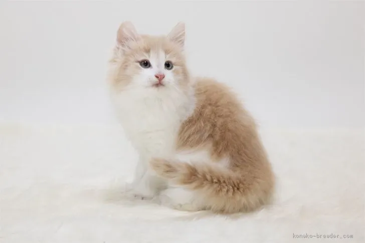 ID:2103-00340の子猫
