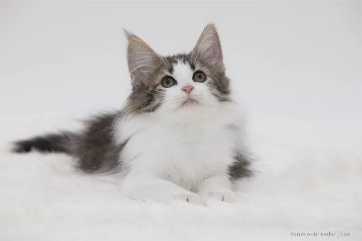 ID:2005-01866の子猫