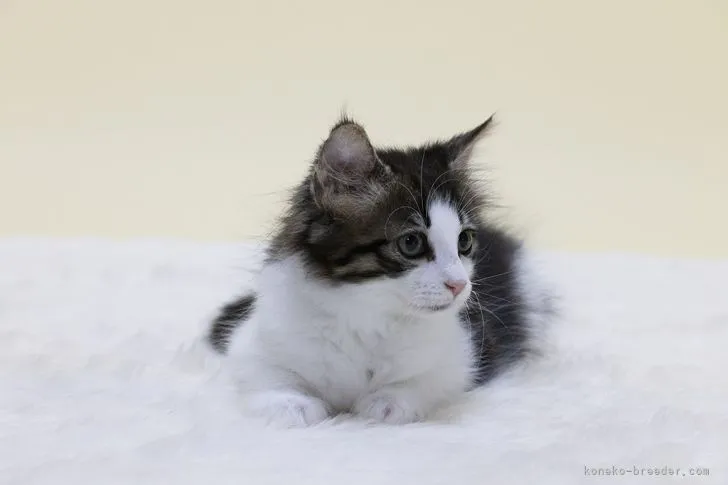 ID:2202-01292の子猫