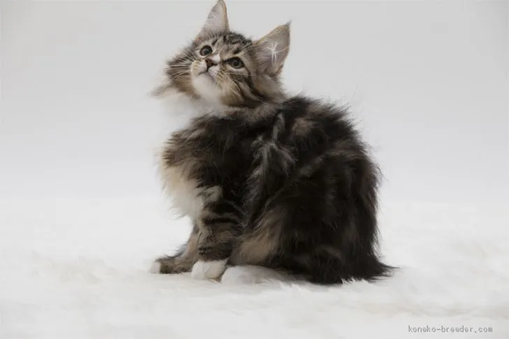 ID:2005-01872の子猫