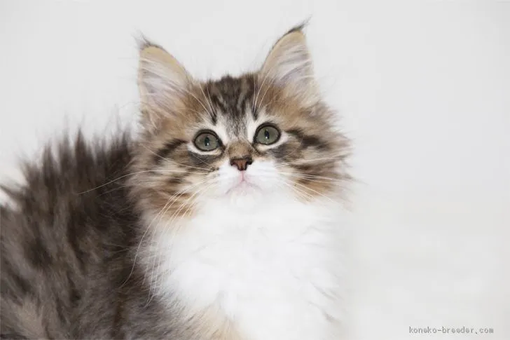 ID:2004-00219の子猫