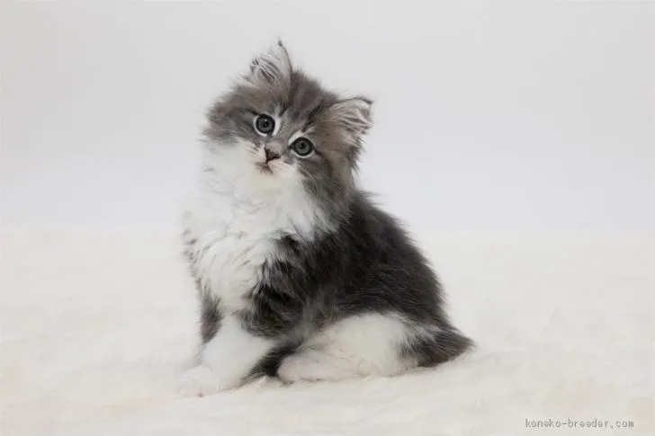 ID：2103-00342の子猫