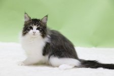 ノルウェージャンフォレストキャット【・女の子・2023年1月30日・BROWN MACKEREL TABBY/W】