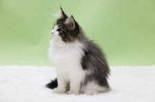 ノルウェージャンフォレストキャット【・女の子・2023年1月30日・BROWN MACKEREL TABBY/W】