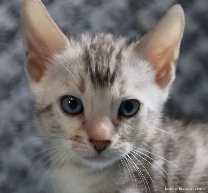 ぶた 様のお迎えした子猫