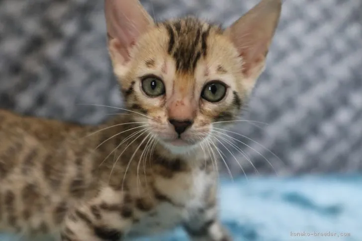 くるちゅら 様のお迎えした子猫