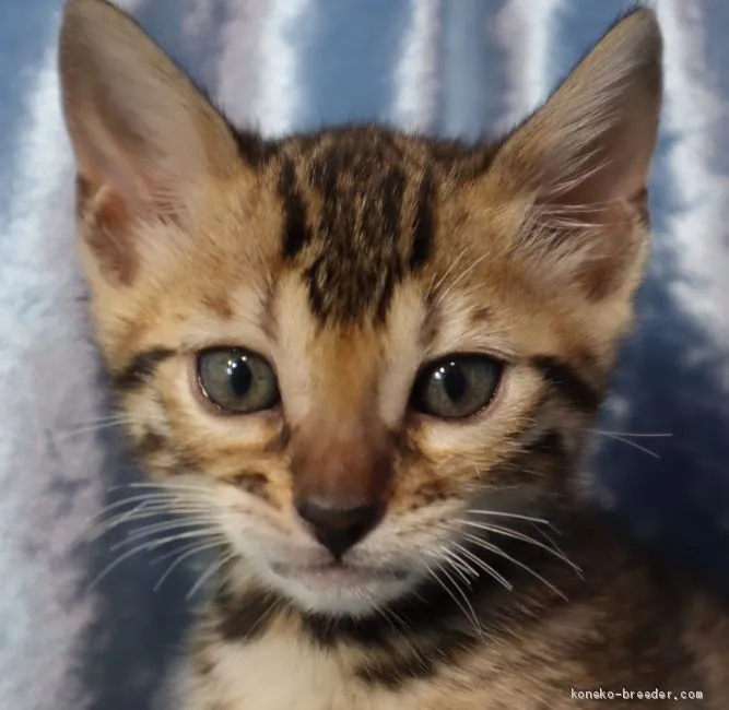 ゆき 様のお迎えした子猫