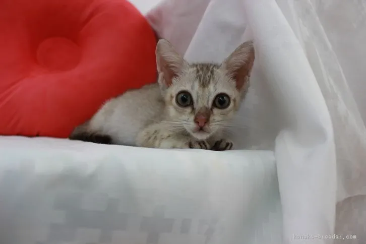 ID:1607-00580の子猫