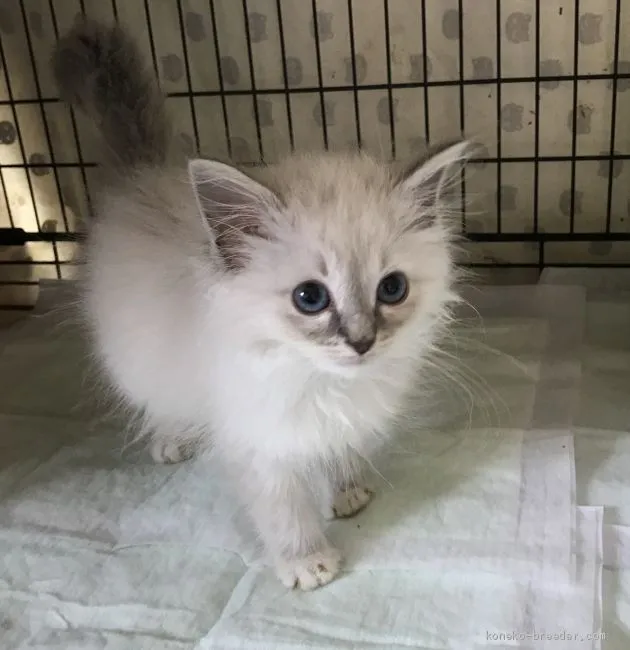 ID：1906-00237の子猫