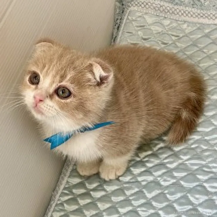 ID:2310-01204の子猫
