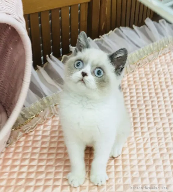 ブリティッシュショートヘア【静岡県・男の子・2018年3月21日・ブルーポインテッド】の写真1「キョトンとアクアのお目目が可愛い。」